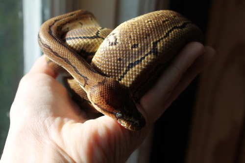 sweet-slither-friend:May 21, 2018 (75g)April 20, 2019 (300g)