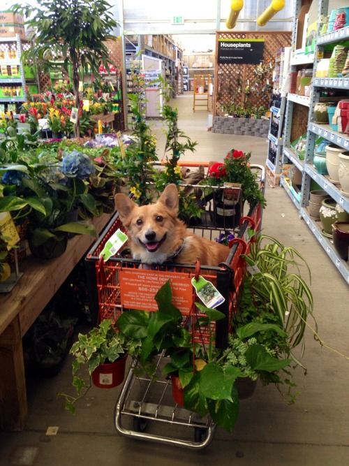 bluffysummers: templetonthecorgi: The idea is to put Templeton in the cart so I won’t buy so many 