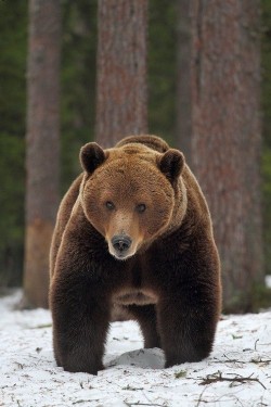 wonderous-world:  &ldquo;Teddy Bear&rdquo; by Guido Muratore 