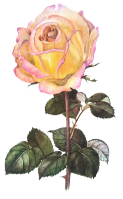 die-rosastrasse:  transparent flowers illustrations ❀