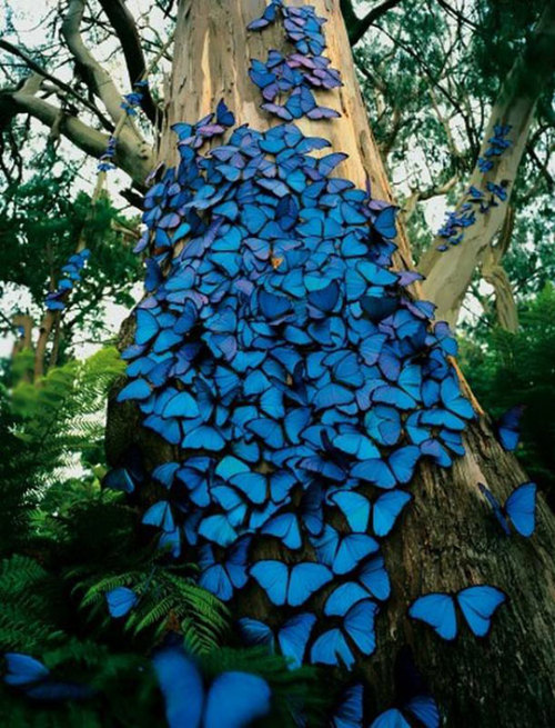 srsfunny - Magnificent Butterflies On A TreeMagic