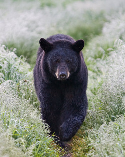 heyfiki:  Taking a Stroll by Guy Schmickle