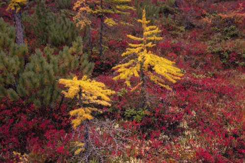 expressions-of-nature: Kolyma, Russia by Tonya Andreeva