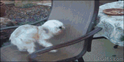 4gifs:  The struggle is real. [video]   “I