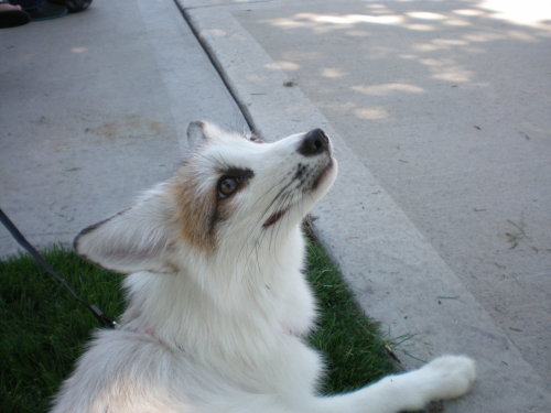 djkaeru:foxesarethebestanimals:Meet Juno, a very beautiful marble fox, four months old and as just a