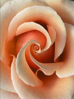 es-th-et-iq-ue:⚜Esthetique⚜ | Peach rose