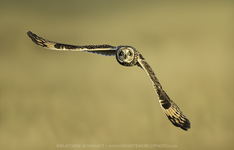 Short-Eared Owl in Flight
If you enjoy my images, tutorials, newsletter… …please share them with others who may benefit. Thank you, Sincerely, Matthew Workflow Cheat Sheet. Exclusive Content. Sweet! Workflow Cheat Sheet and Epic Newsletter Blog,...