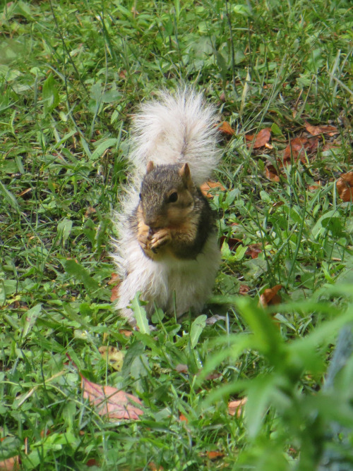 kiwano:I’m fascinated by the leucistic coloring of this fox squirrel. (White areas have reduce