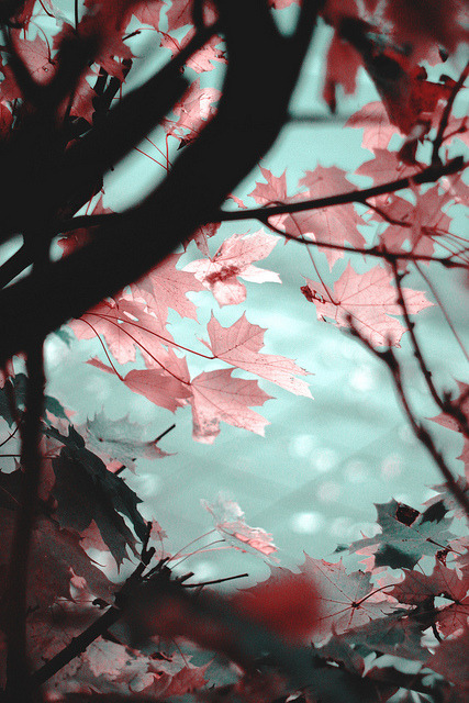 idealizable:  untitled by grett on Flickr.