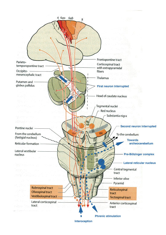 Anatomische Systema Pyramidalis Tractus Corticospinalis