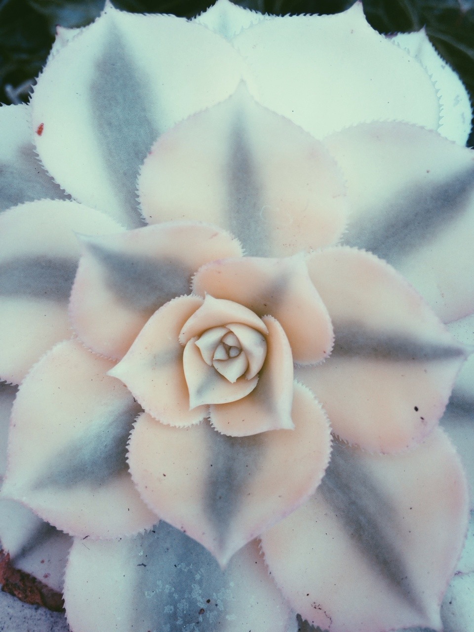 ❁