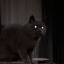 lethalkitten