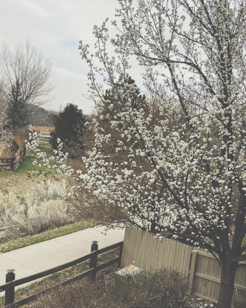 Blossoms and books