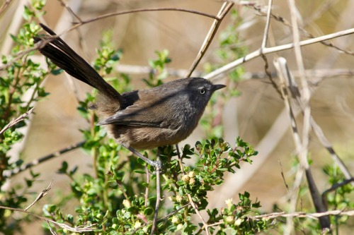 Wrentit
Muir Beach, CA