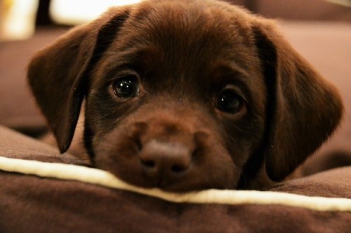 cutepuppyoftheday: Today’s Cute Puppy