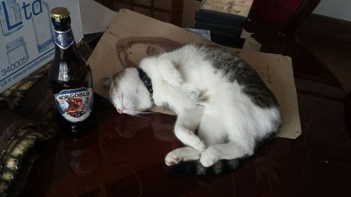 failnation:I put a beer bottle next to my cat to make it look like she’s sleeping off the sauc