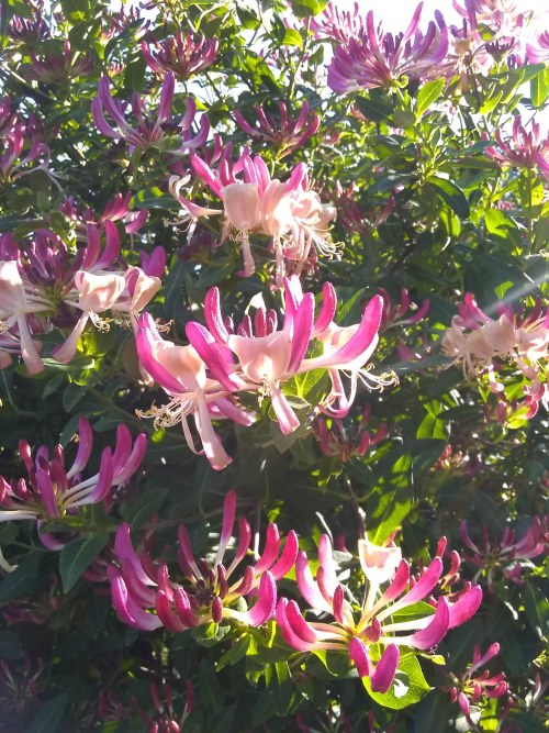 The honeysuckle is blooming its head off!