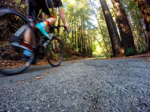 dfitzger: by @coloradocyclingadventures: I got my first taste of California #redwoods and I might be hooked. #explore #n