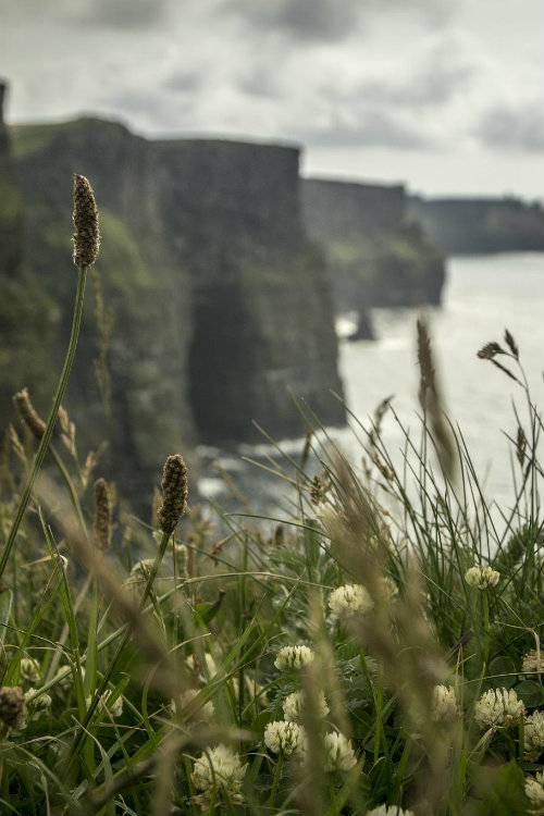 ternpest:(via 500px / Cliffs of Moher by Jakub Liska)