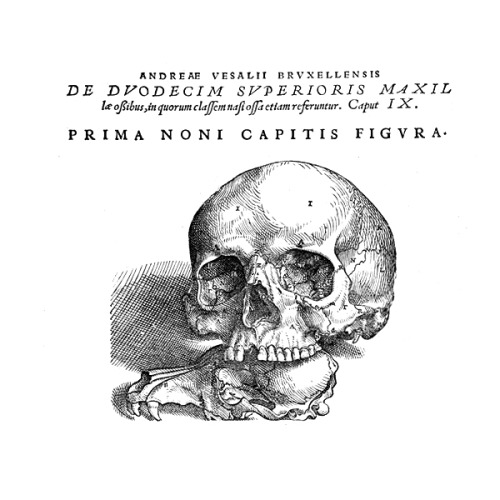 deathandmysticism:  Andreas Vesalius, De humani corporis fabrica libri septem, 1543