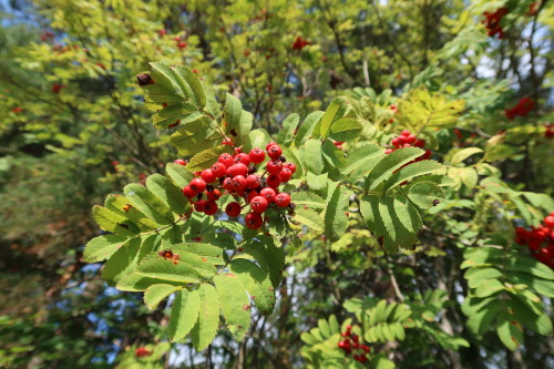 Sorbus aucuparia — rowan a.k.a. mountain-ash