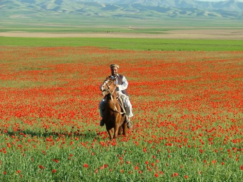 edenandink:  salahmah:  Spring in Afghanistan  this is so incredibly beautiful 