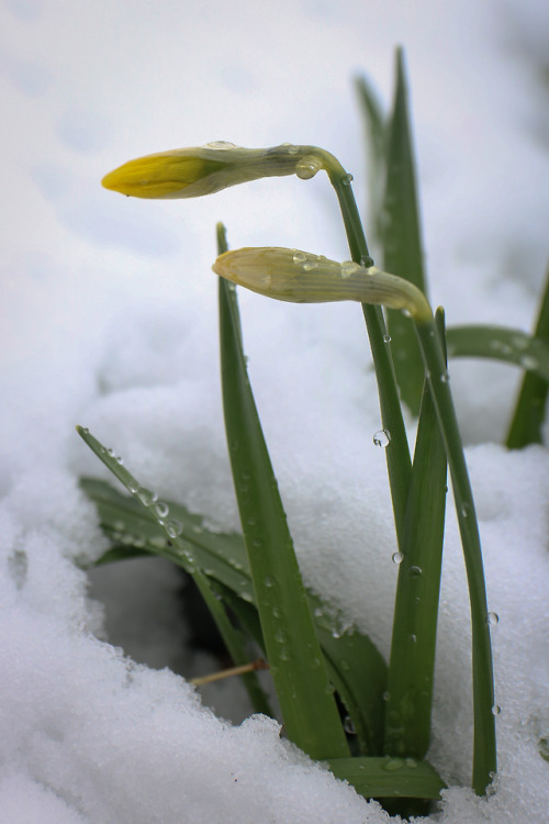 Spring promises on a snowy March 21st !!!!in Catharpin, Virginia