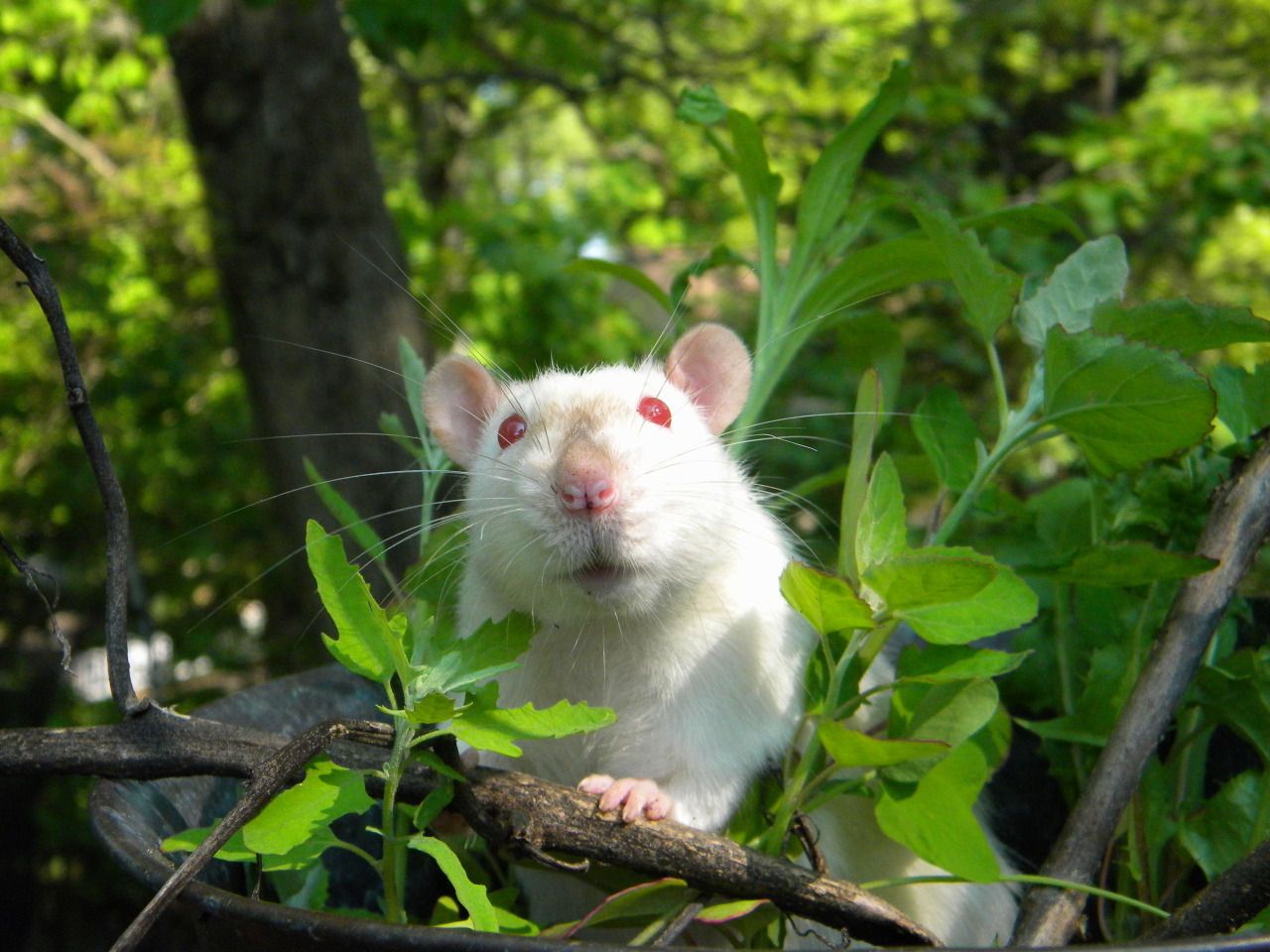 someacidicbitch:  meet my pet rat, Teddy! he is my handsome lil man. Rescuing him