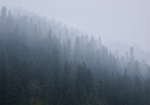 justapplyyourself:Pacific Crest Trail. Mt. Hood Wilderness, Oregon (October, 2016).