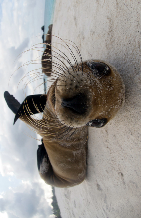 thelovelyseas:   hello! by Geoff Pegler 
