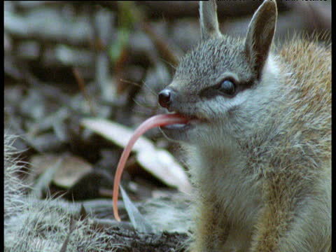 zsl-edge-of-existence:While the numbat bears no relation to the true anteaters, a feature it shares 