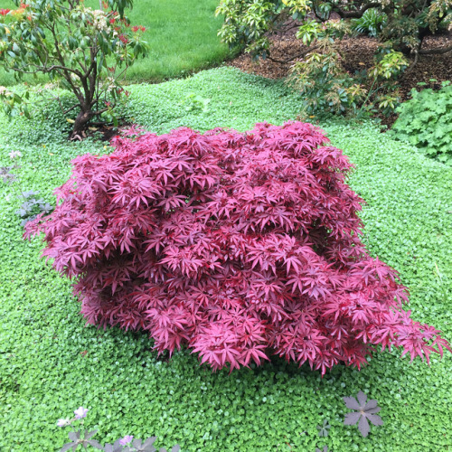 Acer palmatum ‘Shaina’ showing her beautiful spring colors. The next photo stars Amalanchier, one of