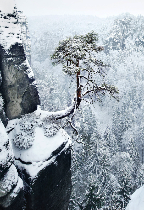johnnybravo20:  Lone Pine (by Kilian Schonberger)