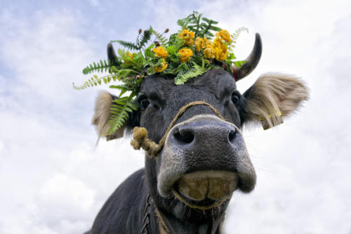 thehaust: ainawgsd: Cows with Flower Crowns I have found perfection.