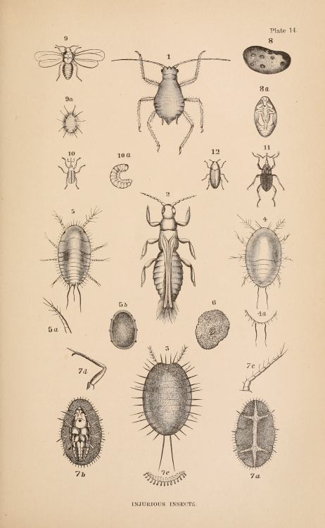 Plate 14. “Injurious insects.” Guide to the study of insects. 1872.Internet Archive