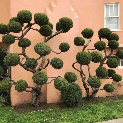 itscolossal:  The Wild Topiaries of San Francisco porn pictures