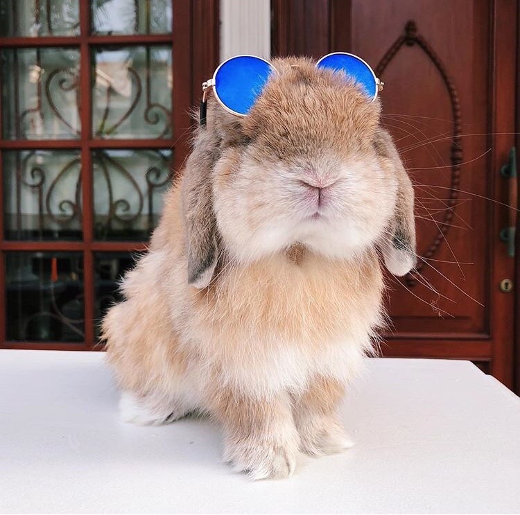 cutest-animals-here:  cool rabbit