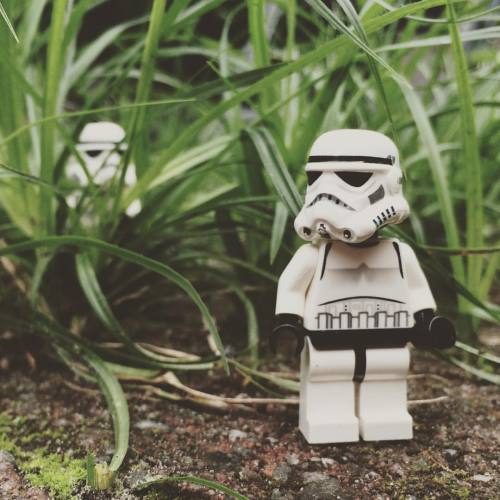 Hide &amp; Seek#hideandseek #play #fun #outdoors #nature #summer #grass #starwars #starwarslegos #st