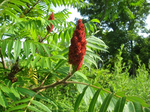 Staghorn sumac. I know you can make lemonade from the berries, but could I use the berries as season