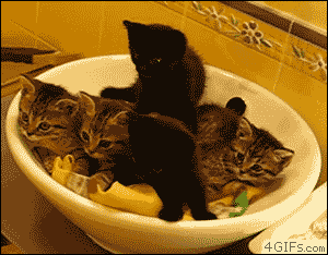 justacatblog:  Squee! 