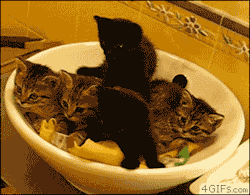 Justacatblog:  Squee! 