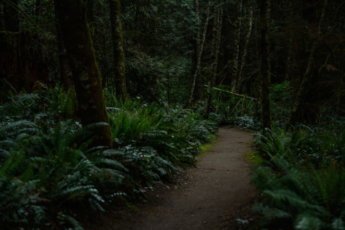 darkcoastphotography: Morrell Sanctuary, Vancouver Island, British Columbia tumblr | flickr | facebo