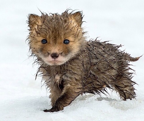 cute-overload:Wet baby foxhttp://cute-overload.tumblr.com