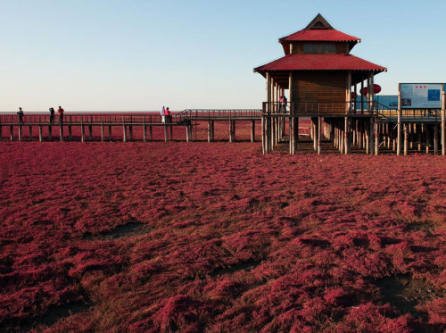 sixpenceee:Red Beach in Panjin, ChinaPanjin Red Beach in China is not covered in sand at all. The re