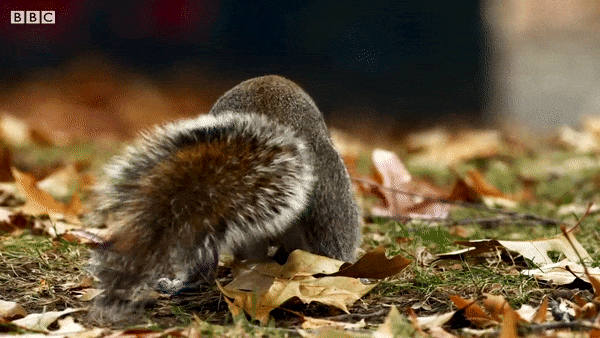 Full video:  Sneaky Squirrels Steal Acorns | Spy In The Wild | BBC Earth 