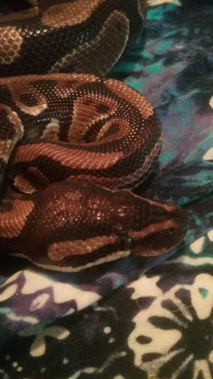 askyourreptileoverlords:Happy hatchday to Cecil! He’s two years old today!!
