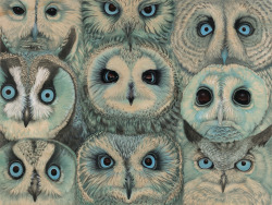 tiffanybozic:  Here’s another painting of owl faces I just made for the FFDG show called Strigiformes. Interested in a preview? info@ffdg.net Strigiformes, 12” x 16” acrylic on maple panel, 2013   