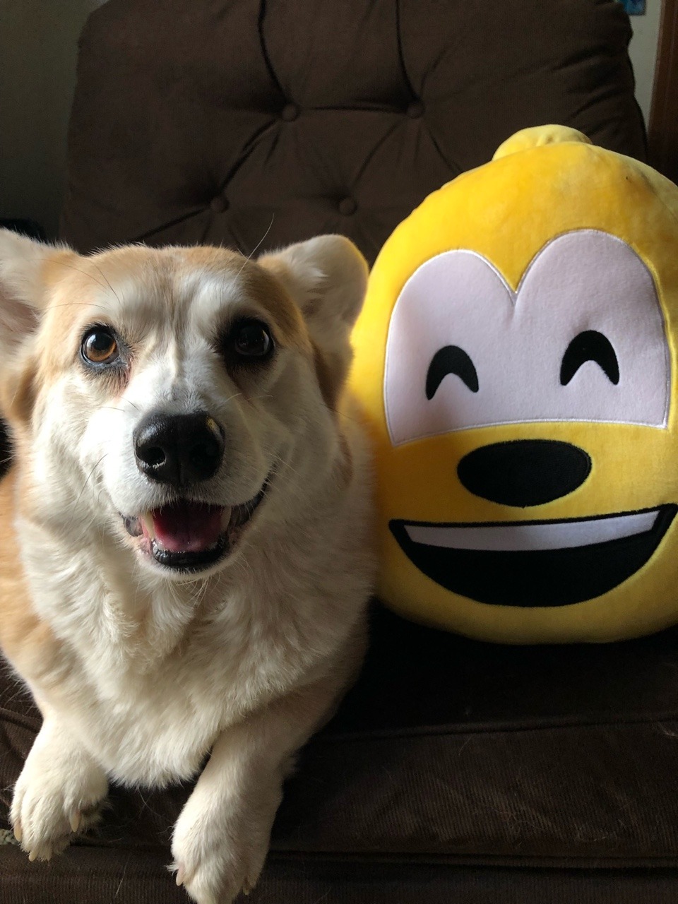 scampthecorgi:  Corg-moji!