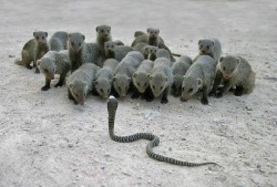 Showdown (a troop of Mongoose bands together