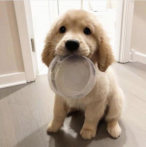 cutepetsuwu: Little pup is ready for second breakfast!